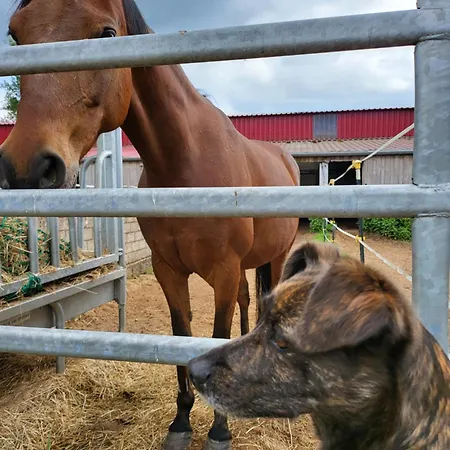 Kostera Babenhausen (Hessen)
